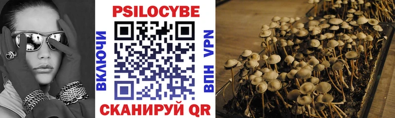 Купить  Пролетарск  Галлюциногенные грибы Psilocybe 